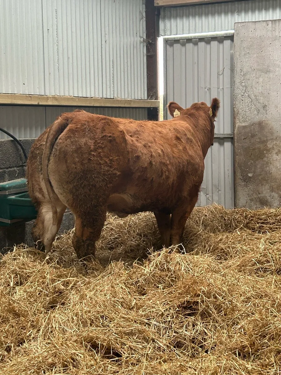Serious TVR Bred Breeding Heifer - Image 2