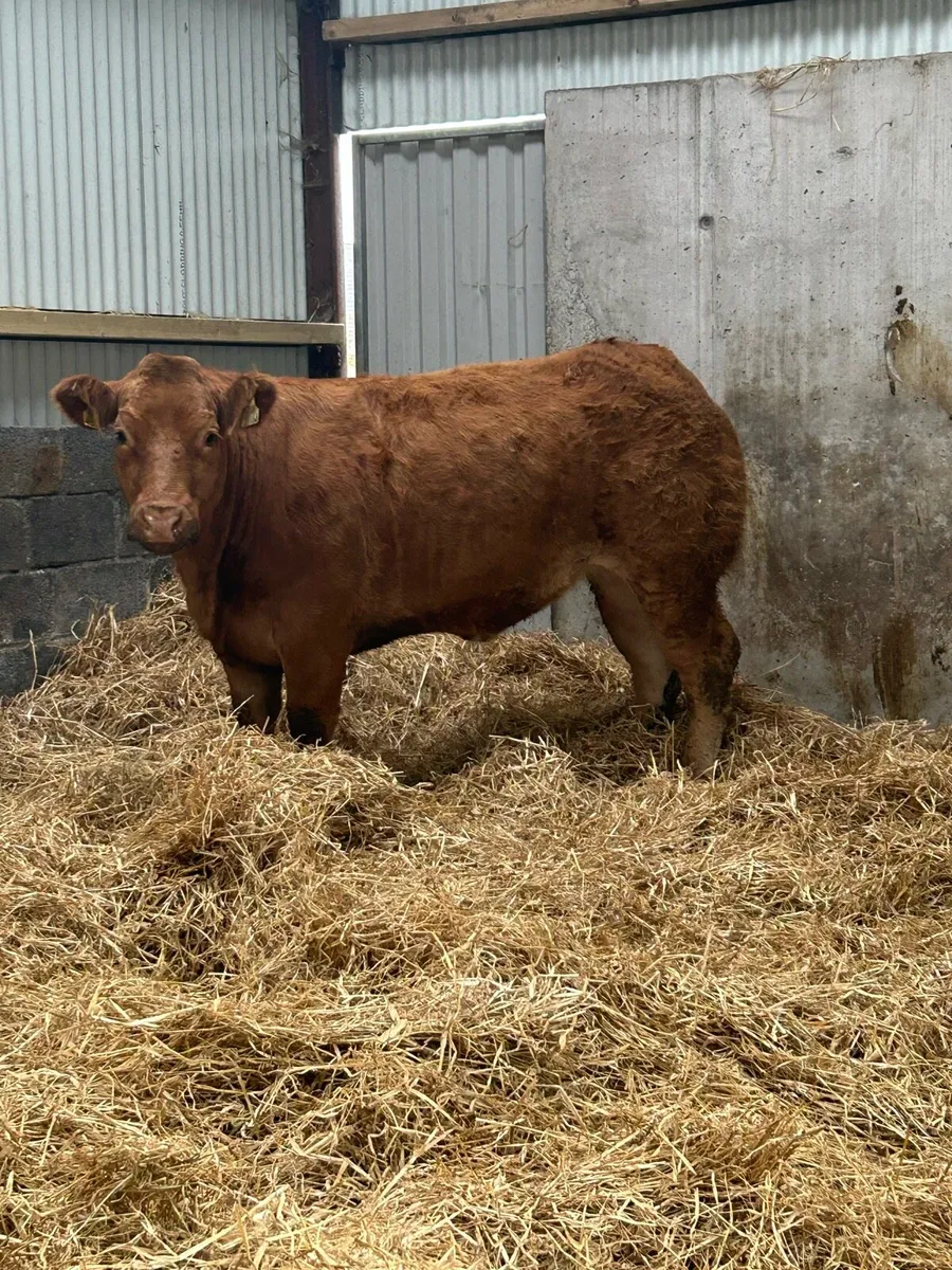 Serious TVR Bred Breeding Heifer - Image 3