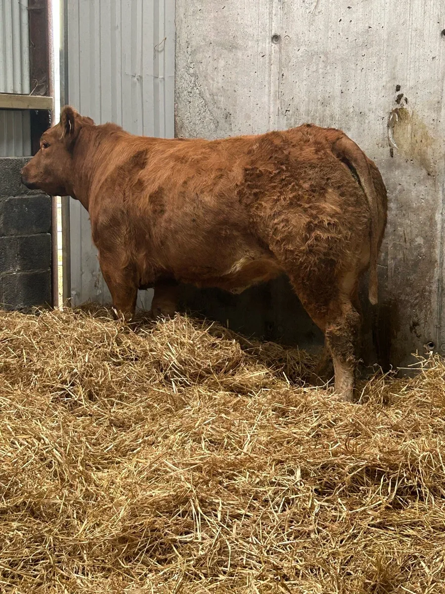Serious TVR Bred Breeding Heifer - Image 4