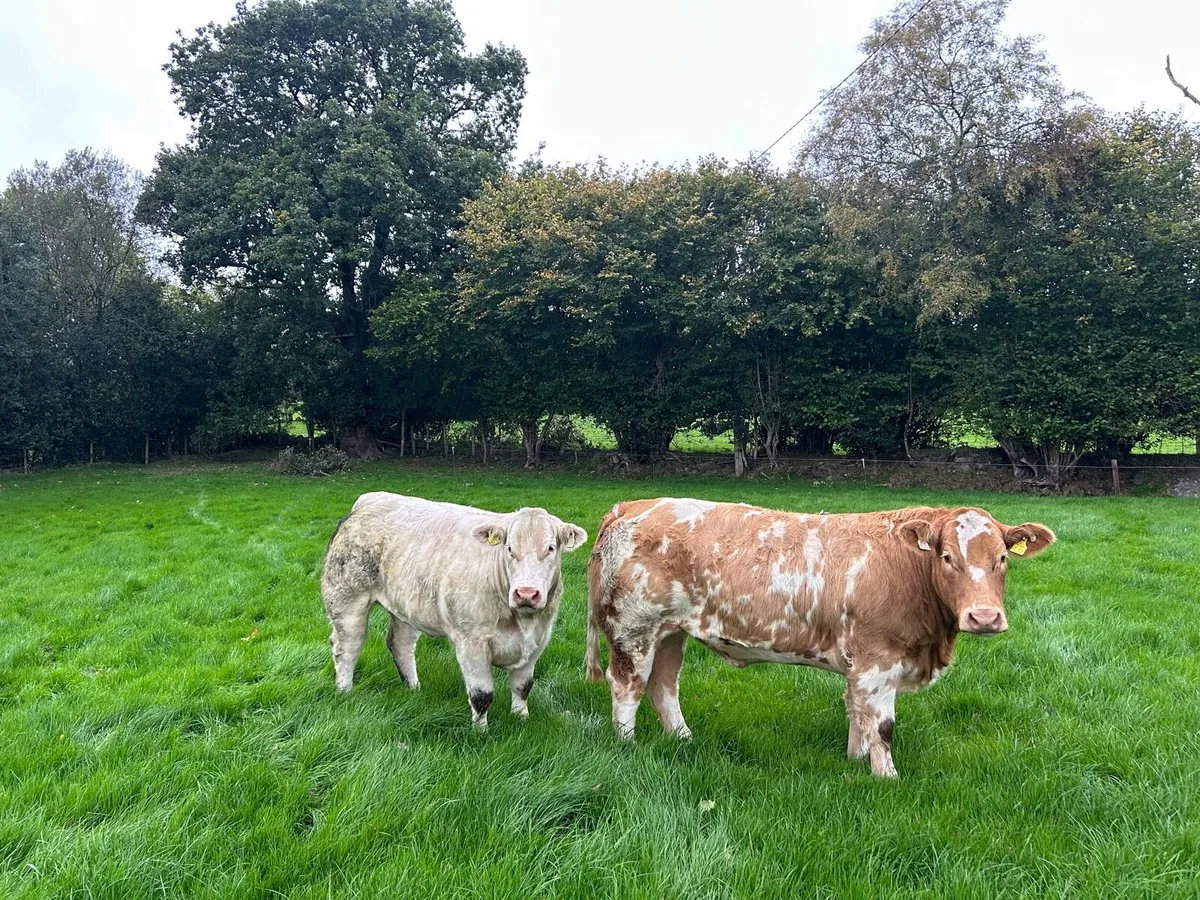 Charolais Breeding Heifers - Image 1