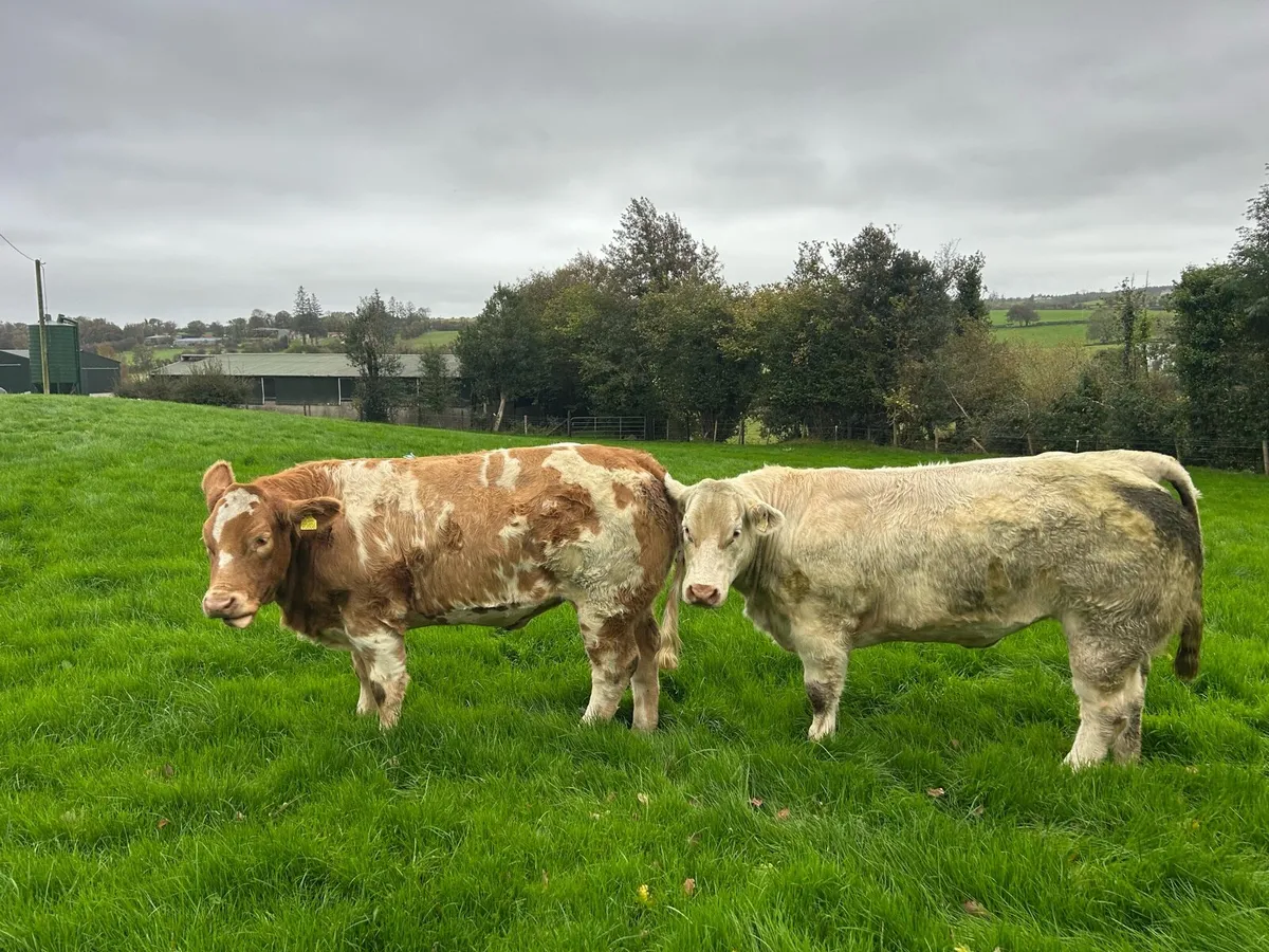 Charolais Breeding Heifers - Image 2