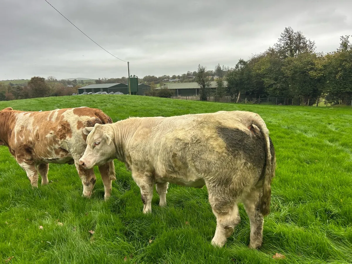 Charolais Breeding Heifers - Image 3