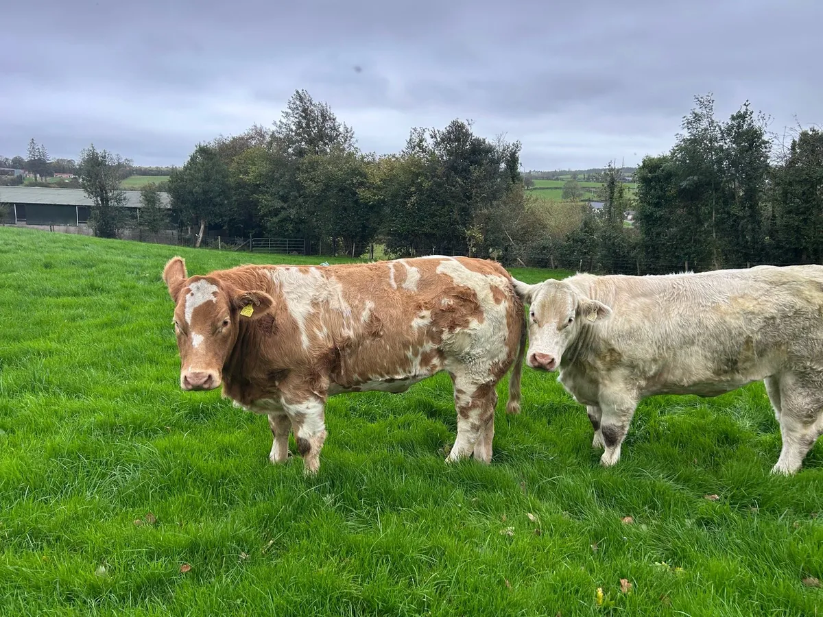 Charolais Breeding Heifers - Image 4