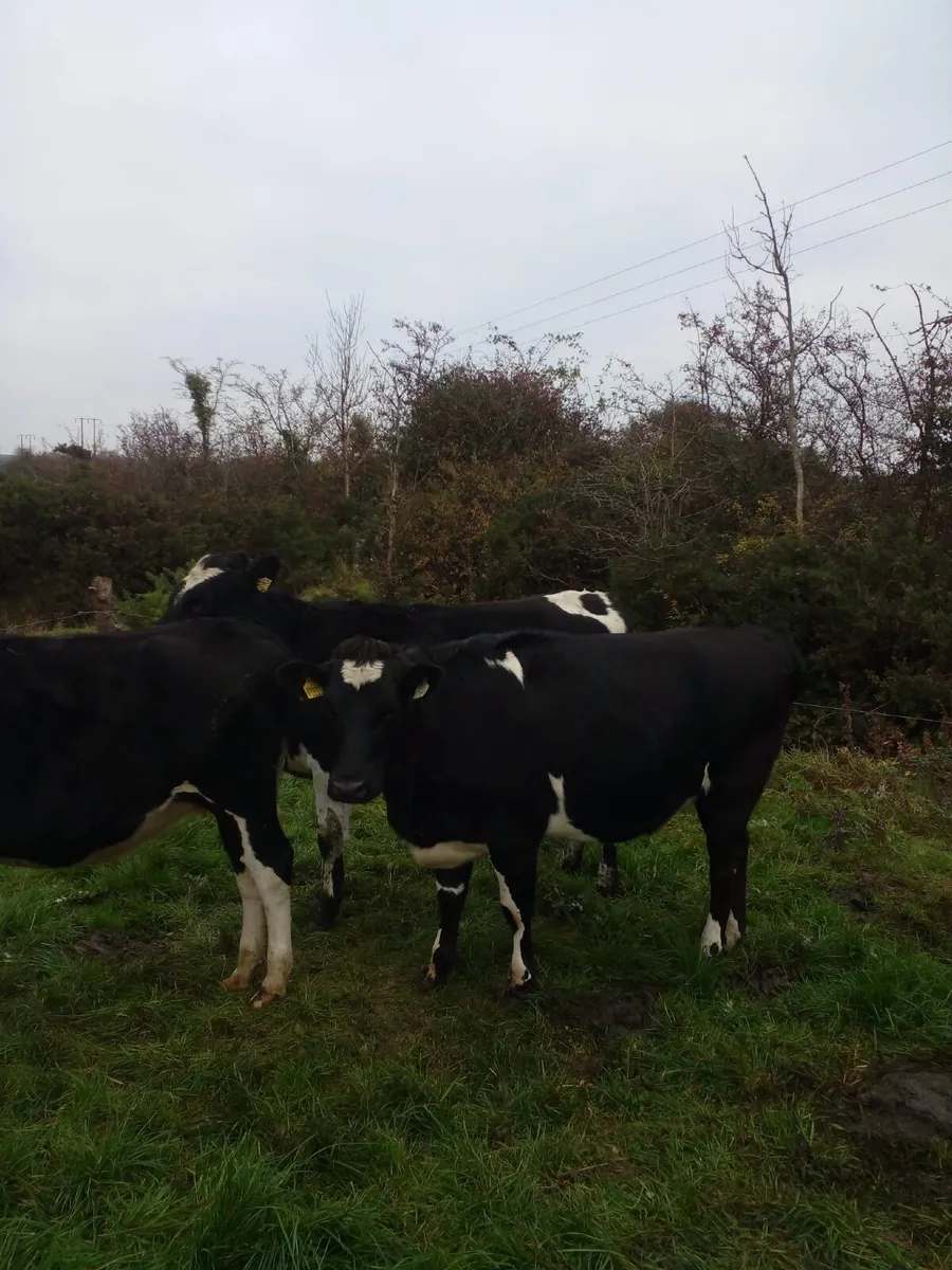 Incalf Heifers - Image 2