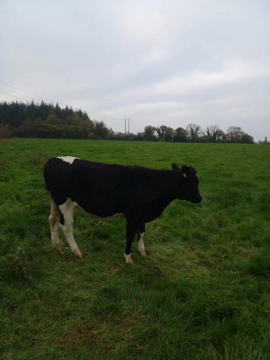 Incalf Heifers - Image 3