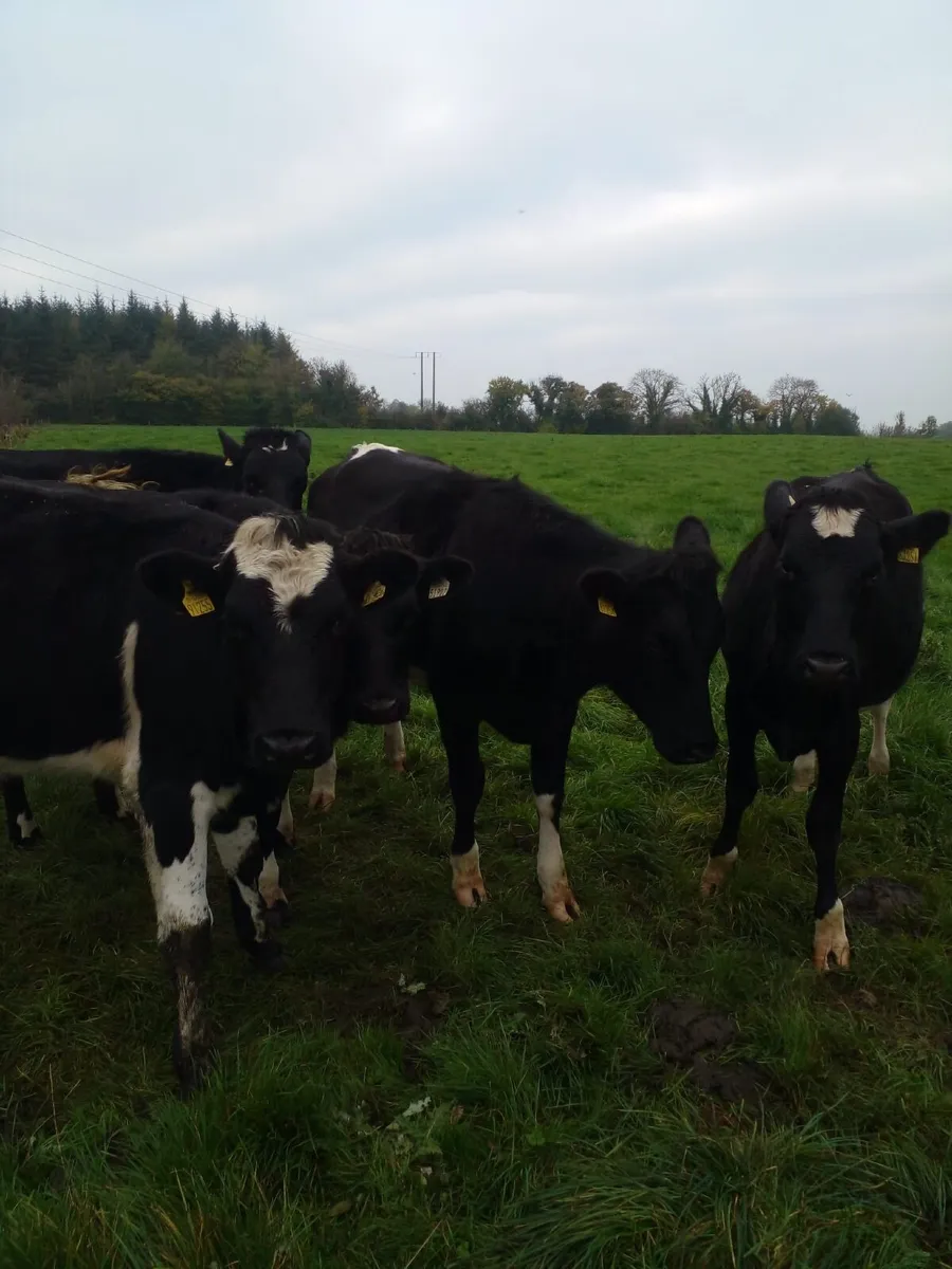 Incalf Heifers - Image 4