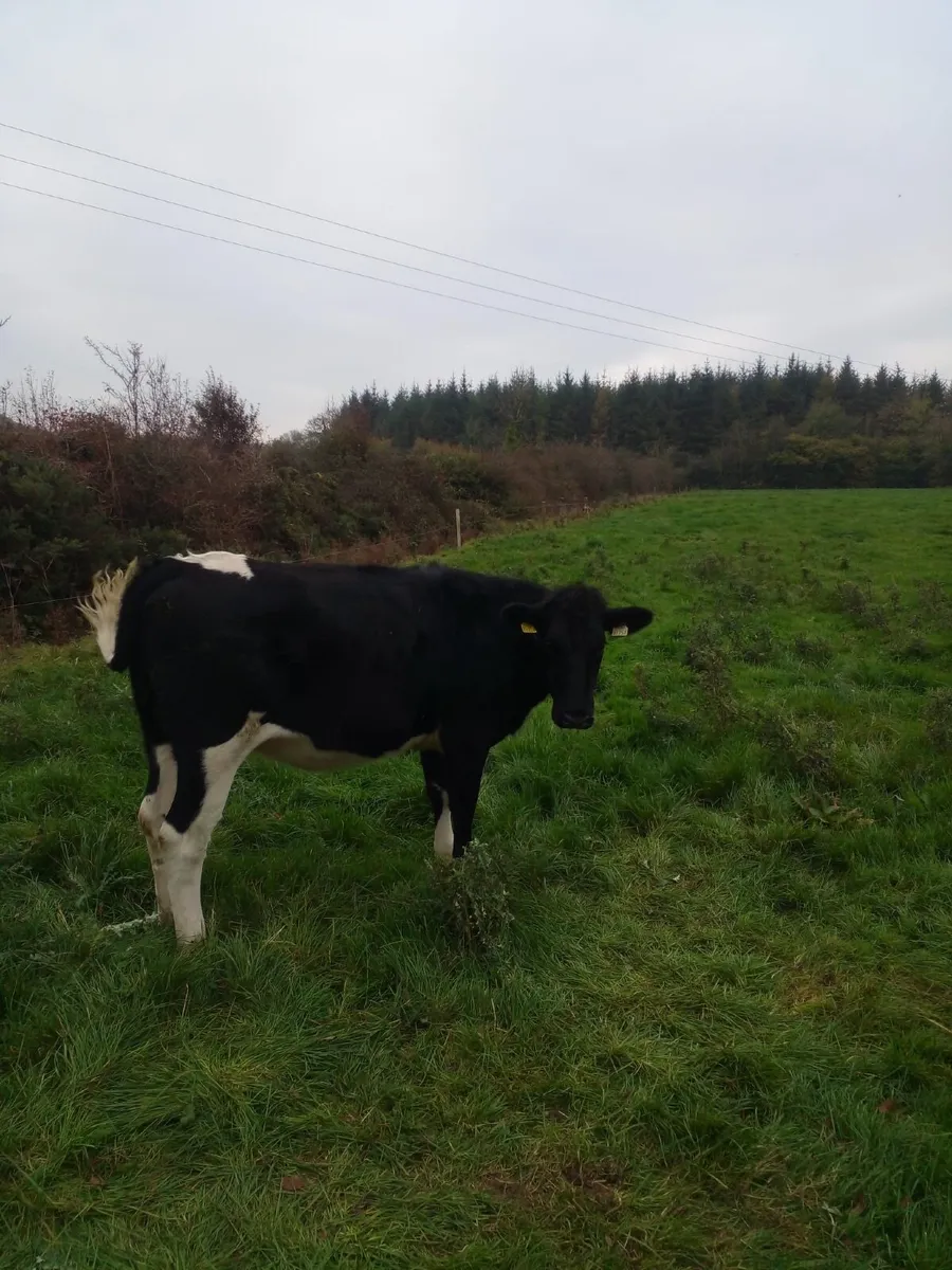 Incalf Heifers - Image 1