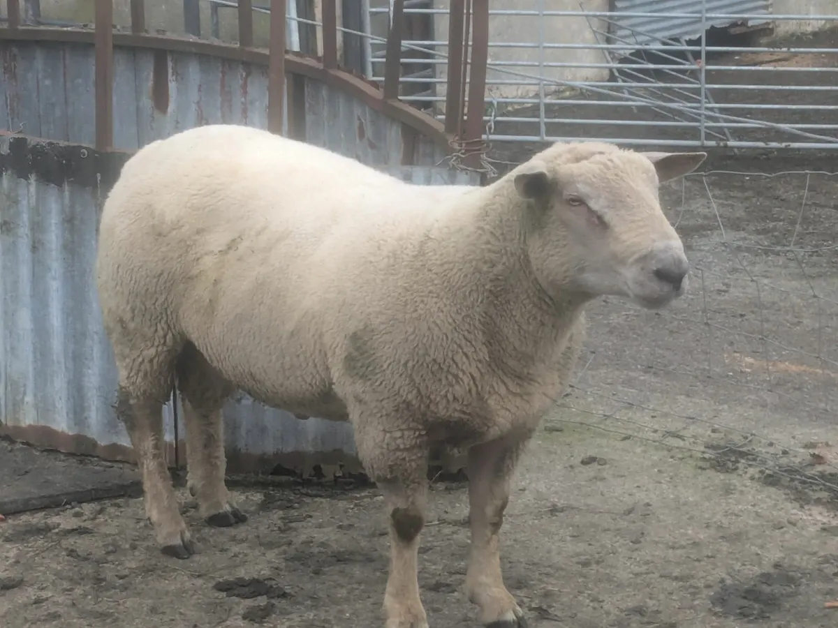 Charollais and,Rouge  shearling Rams - Image 1