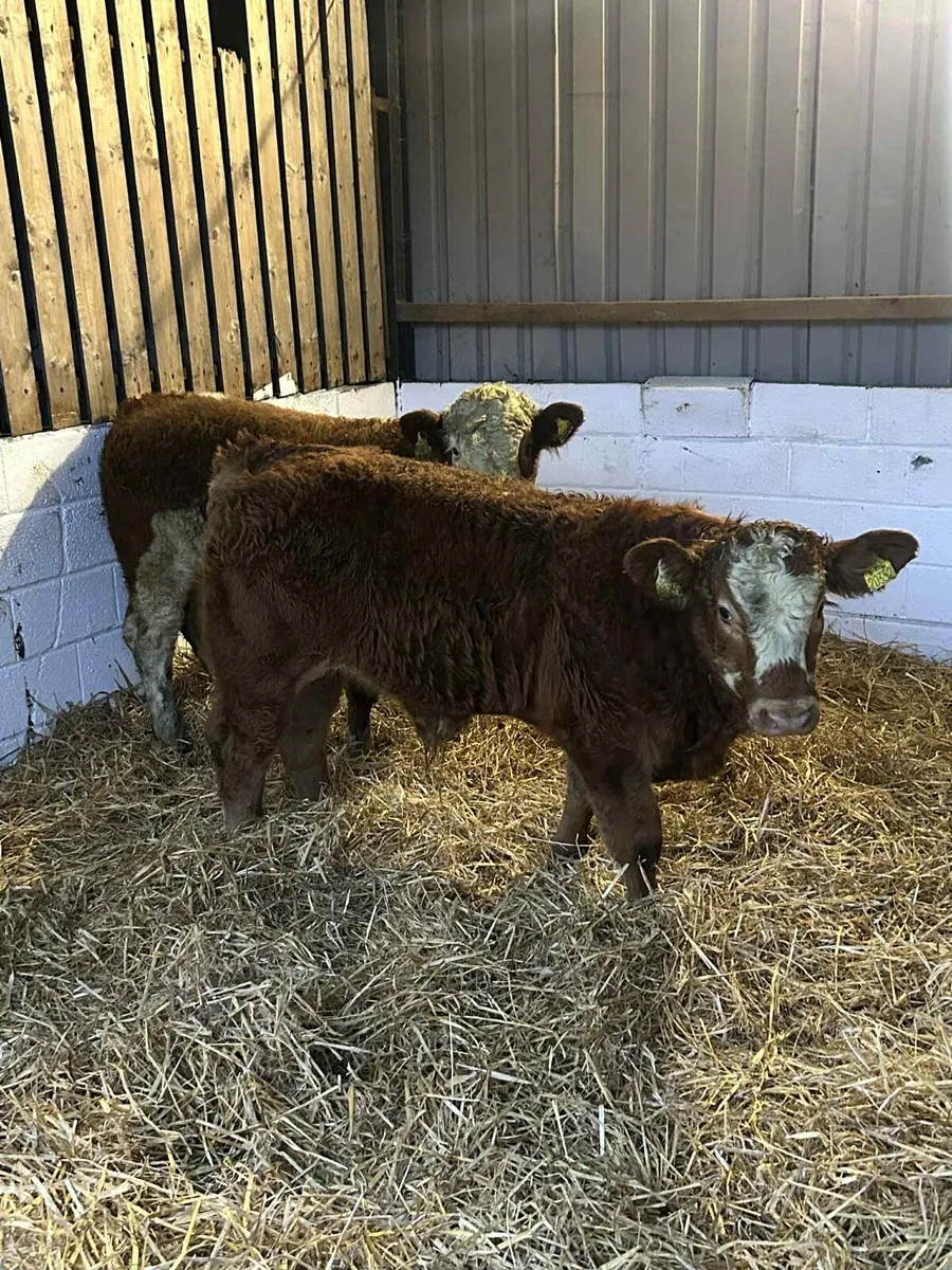 2 Smashing U Grade Bulls - Image 1