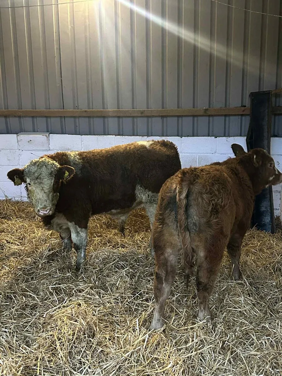 2 Smashing U Grade Bulls - Image 2