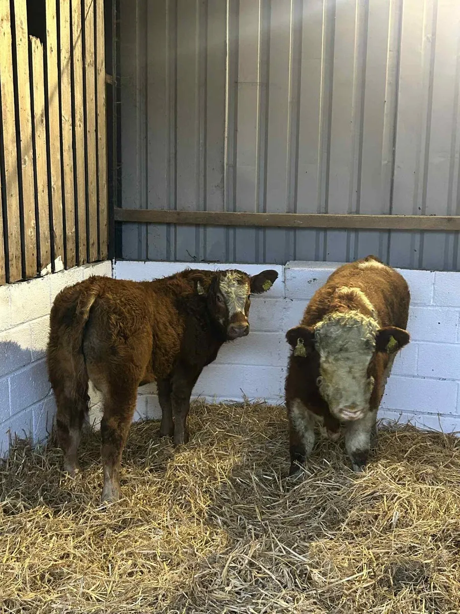 2 Smashing U Grade Bulls - Image 4