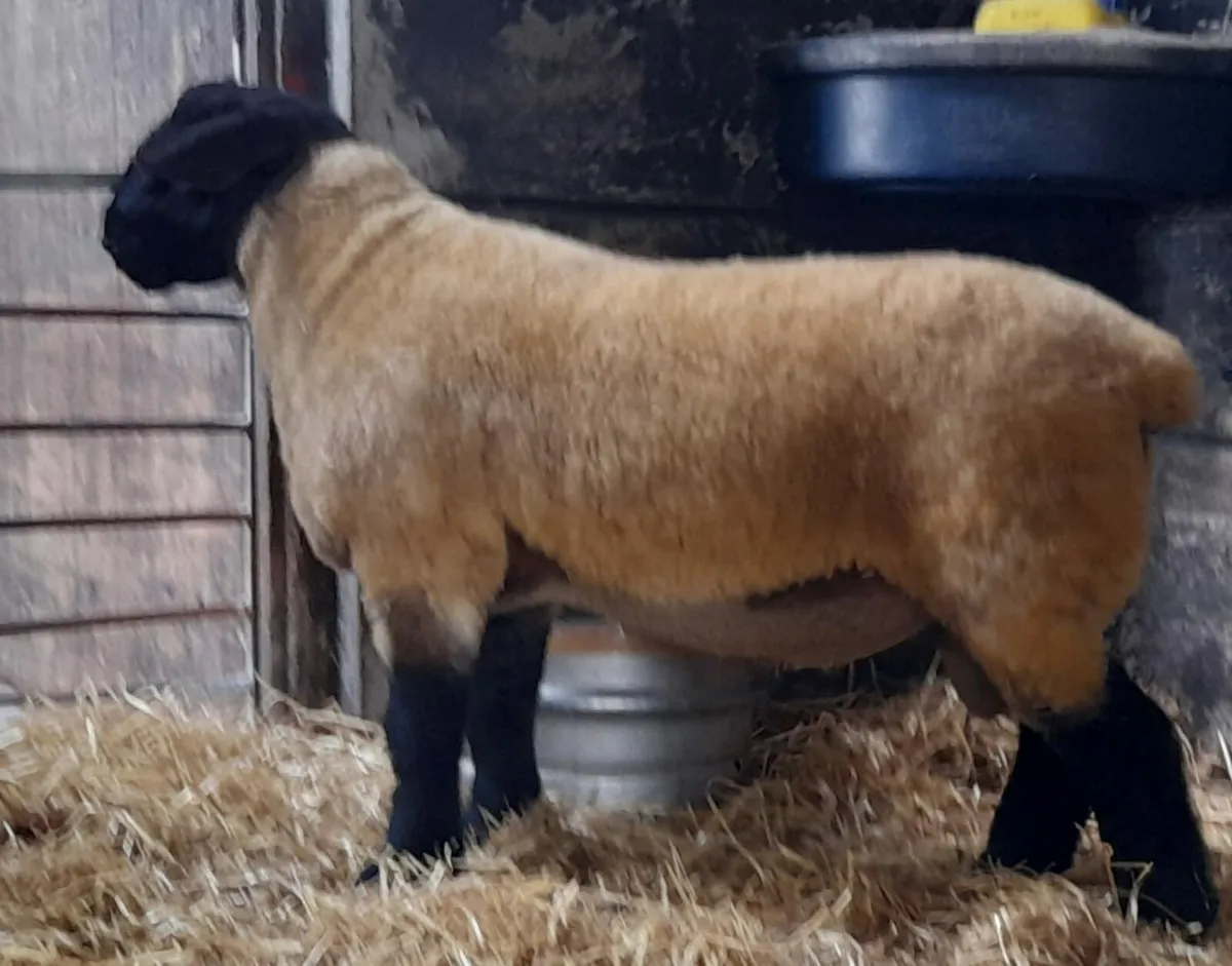 Suffolk Rams SIS