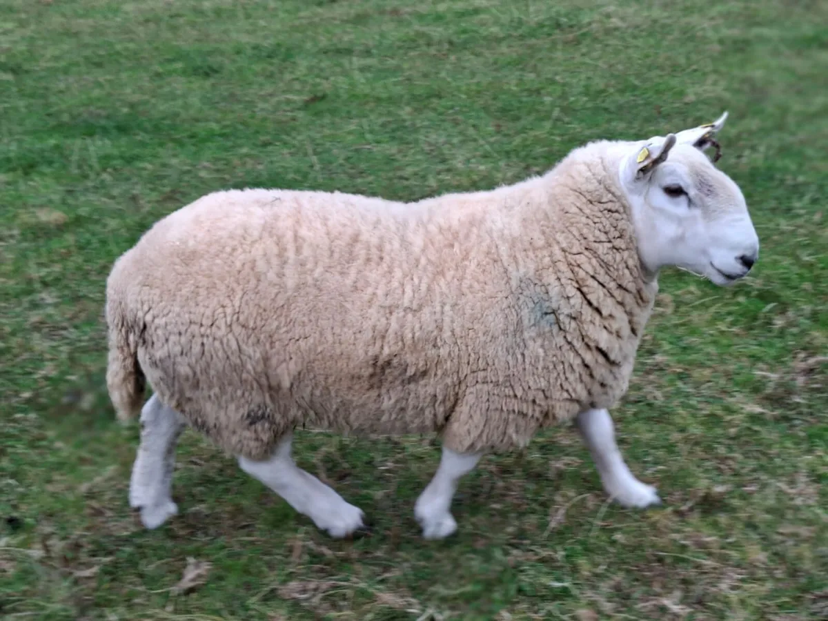 North County Cheviot Hoggot Ram - Image 1
