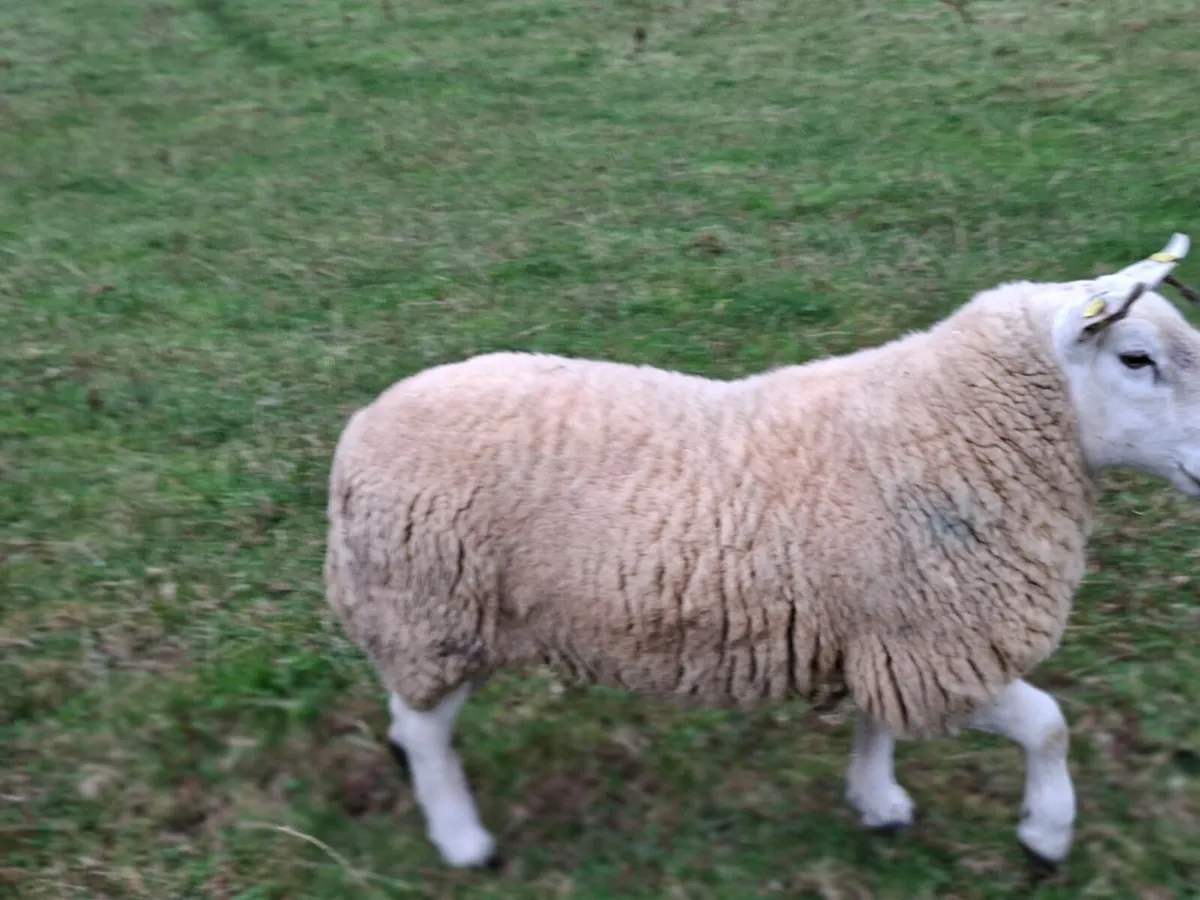 North County Cheviot Hoggot Ram - Image 2
