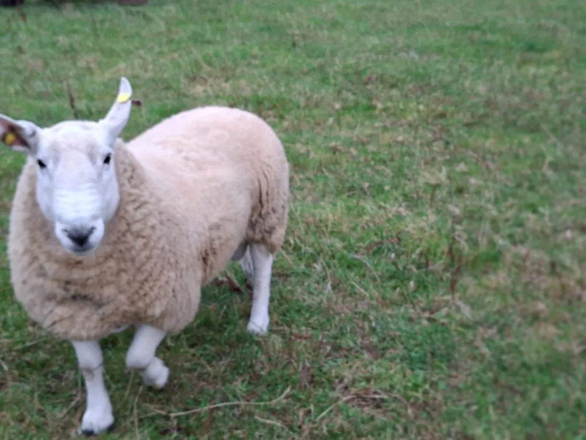 North County Cheviot Hoggot Ram - Image 3