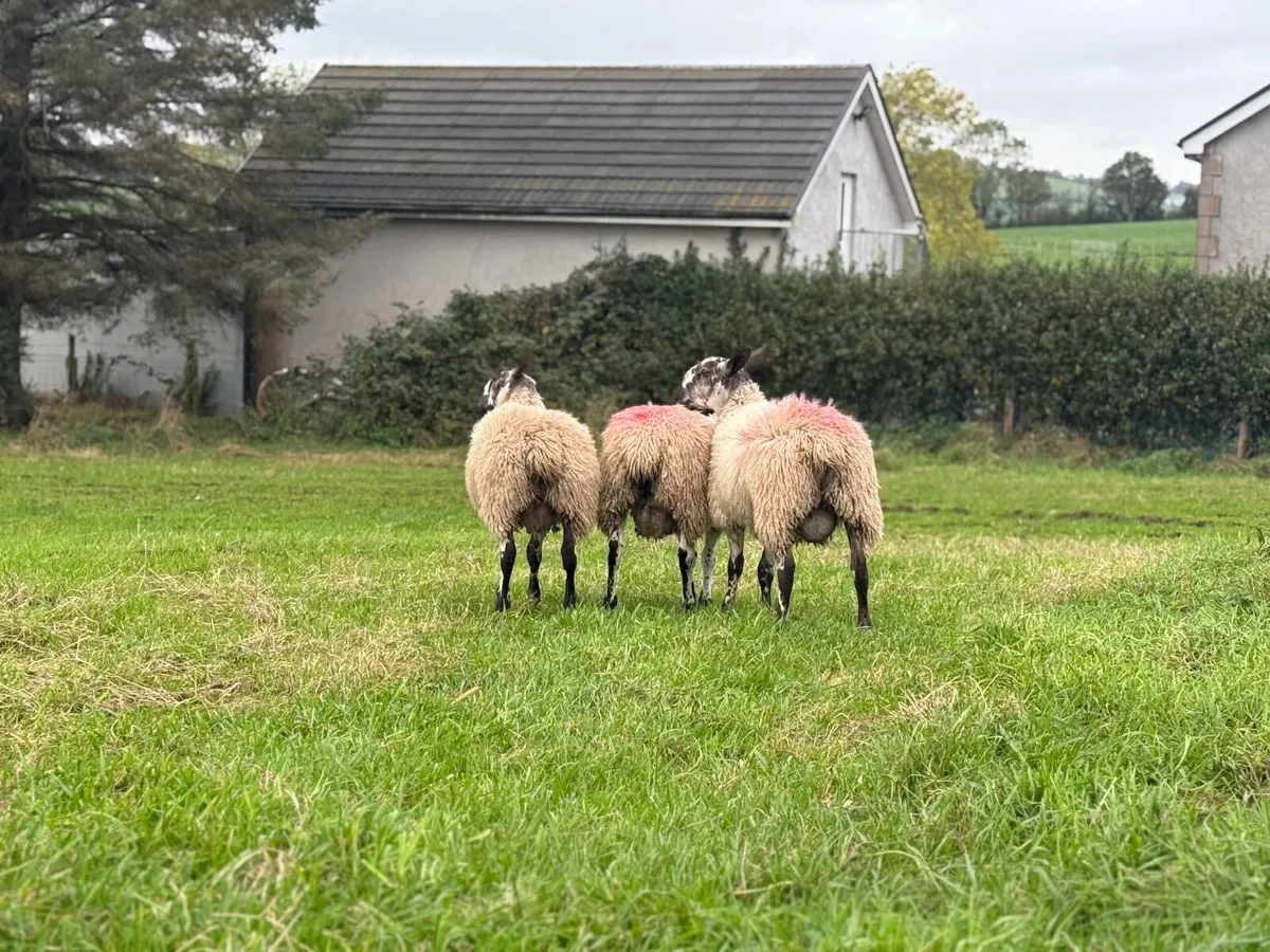 Blue faced Leister ram lambs - Image 1