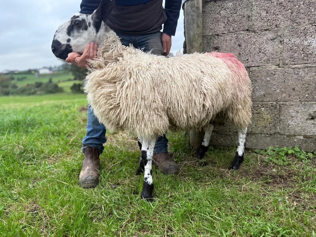 Blue faced Leister ram lambs - Image 2