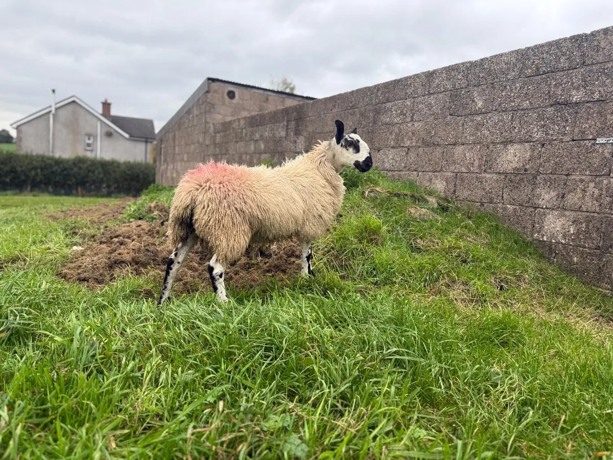Blue faced Leister ram lambs - Image 3