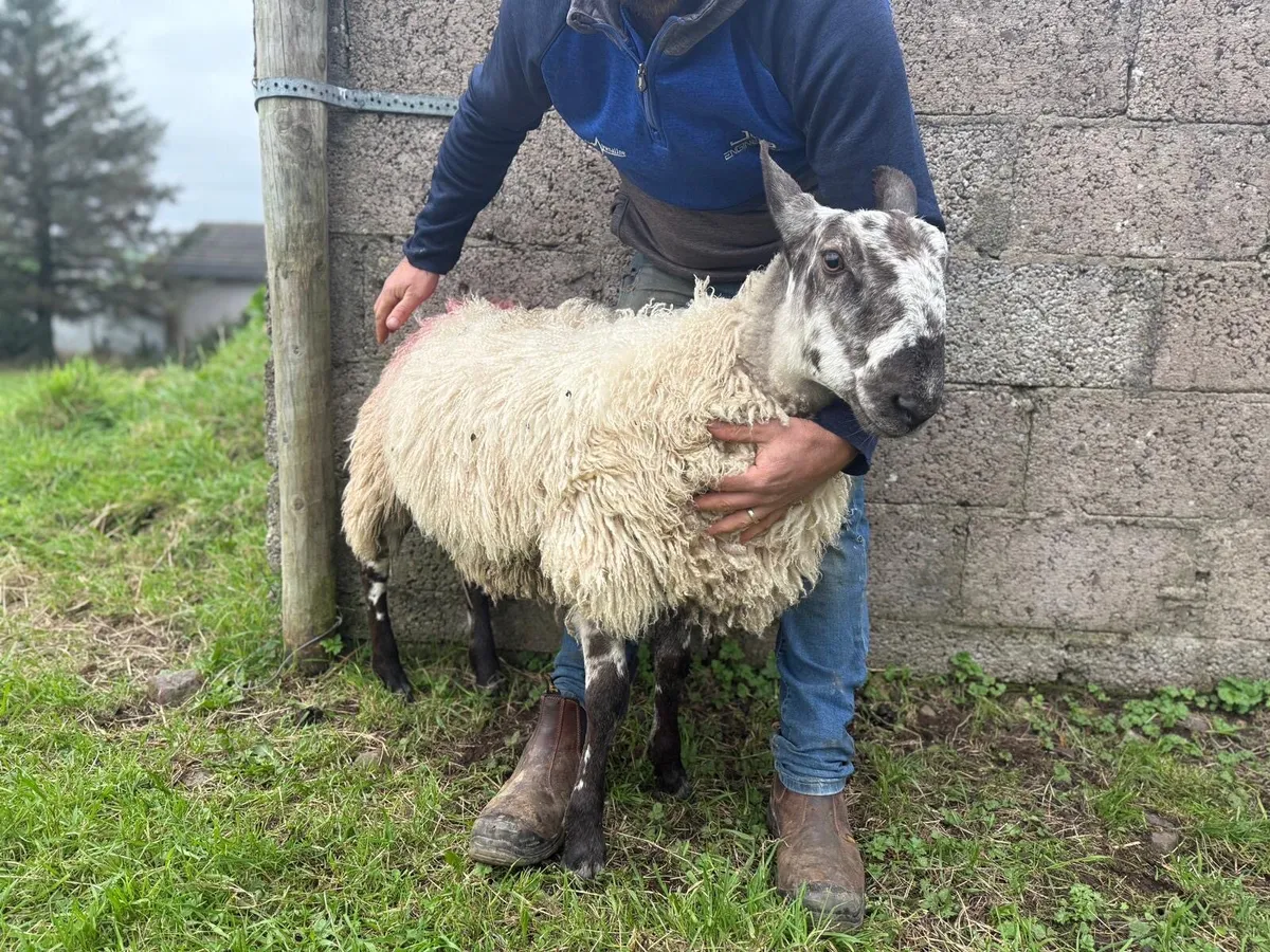 Blue faced Leister ram lambs - Image 4