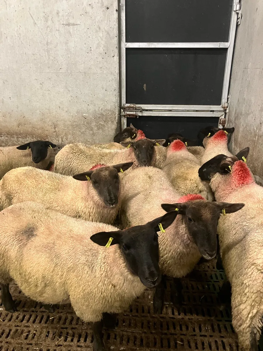 Ewe lambs - Image 1