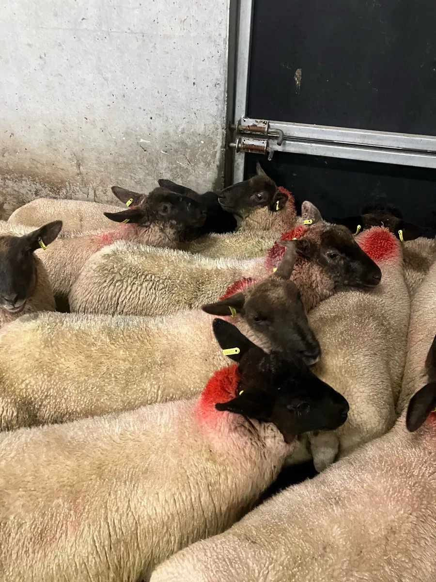 Ewe lambs - Image 2