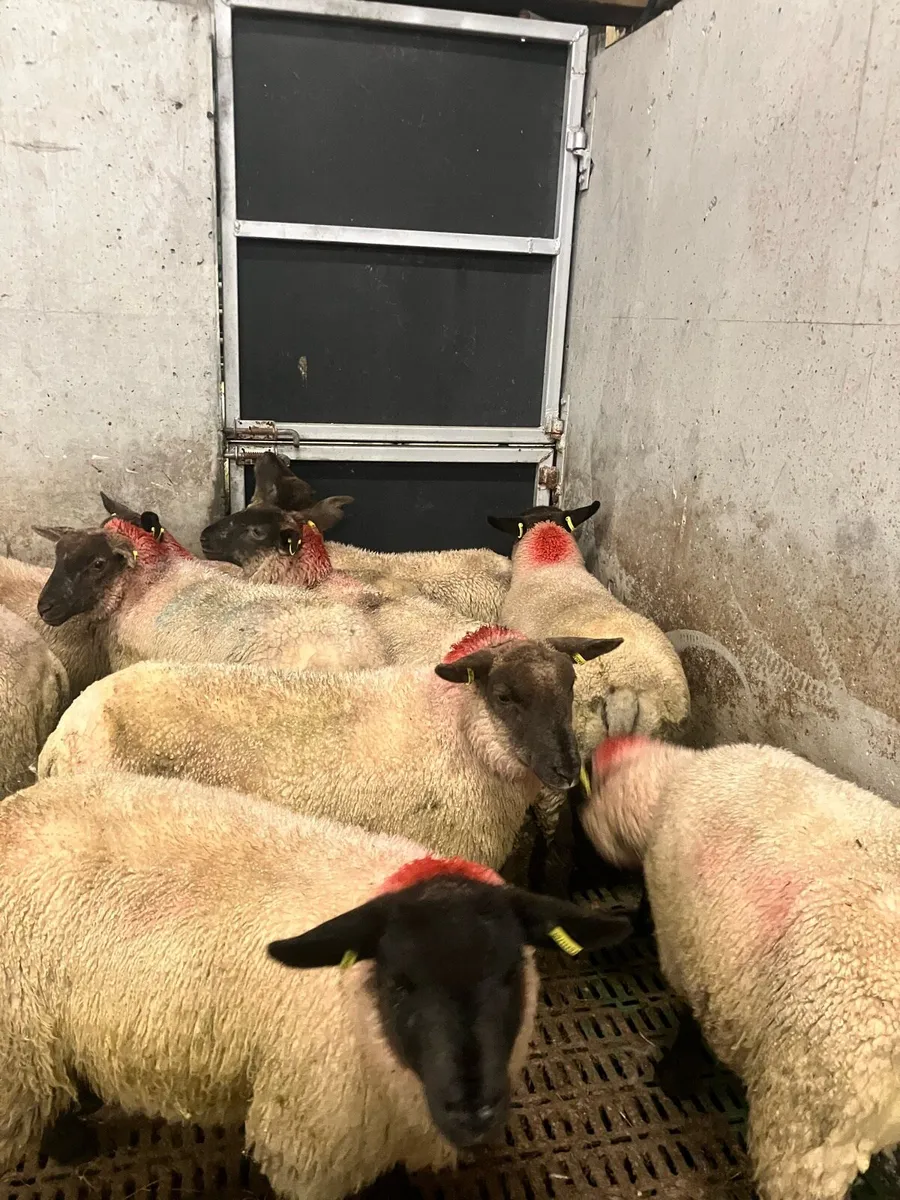 Ewe lambs - Image 4