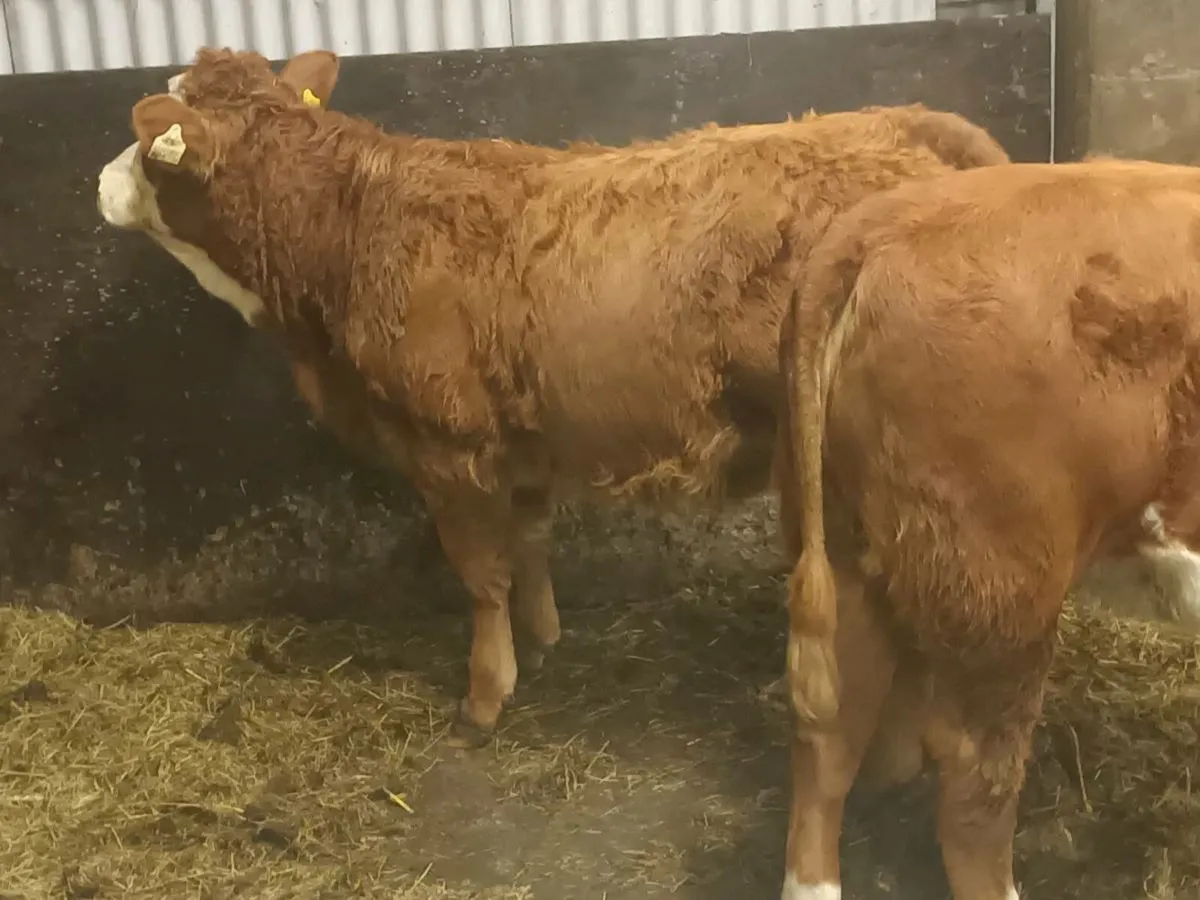 3 smashing U and R  Grade LMX Heifer's for sale - Image 2