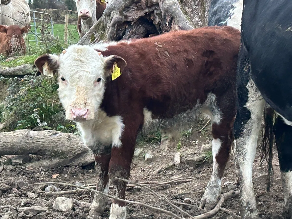 First calved Hereford cow and bull calf - Image 2