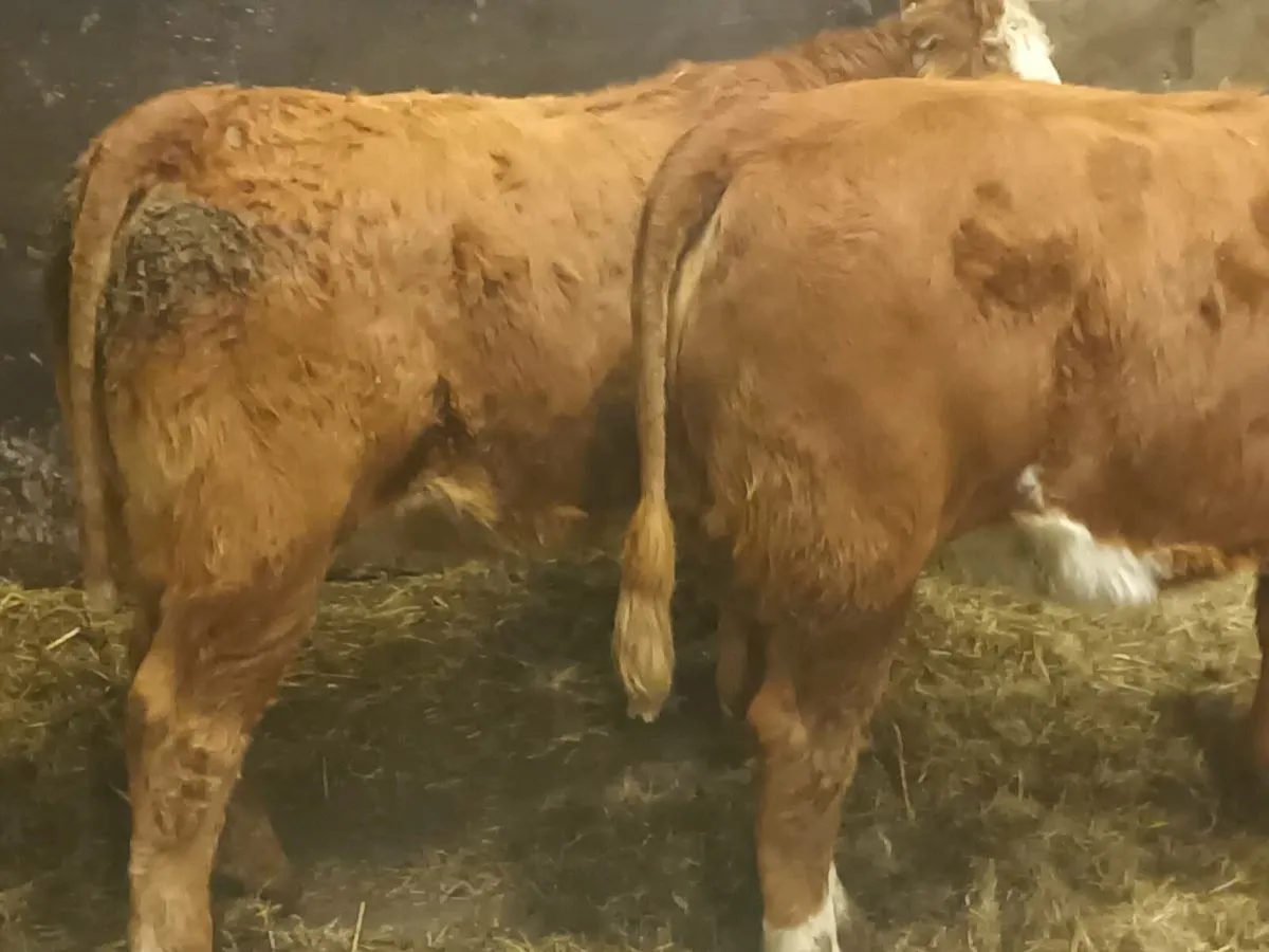 3 smashing U and R  Grade LMX Heifer's for sale - Image 3