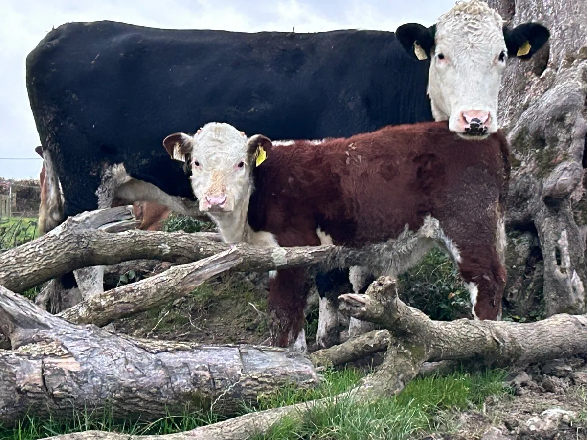 First calved Hereford cow and bull calf - Image 3