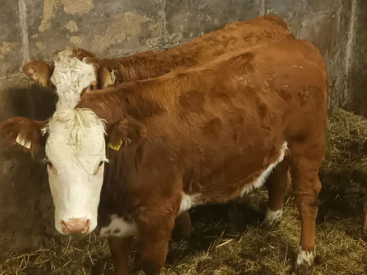 3 smashing U and R  Grade LMX Heifer's for sale - Image 4