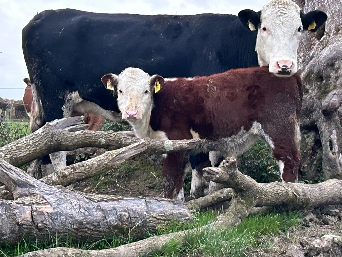 First calved Hereford cow and bull calf - Image 1