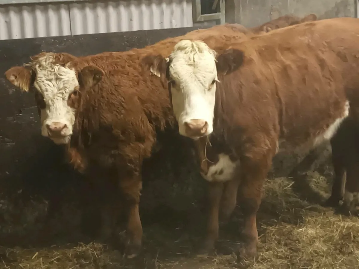 3 smashing U and R  Grade LMX Heifer's for sale - Image 1