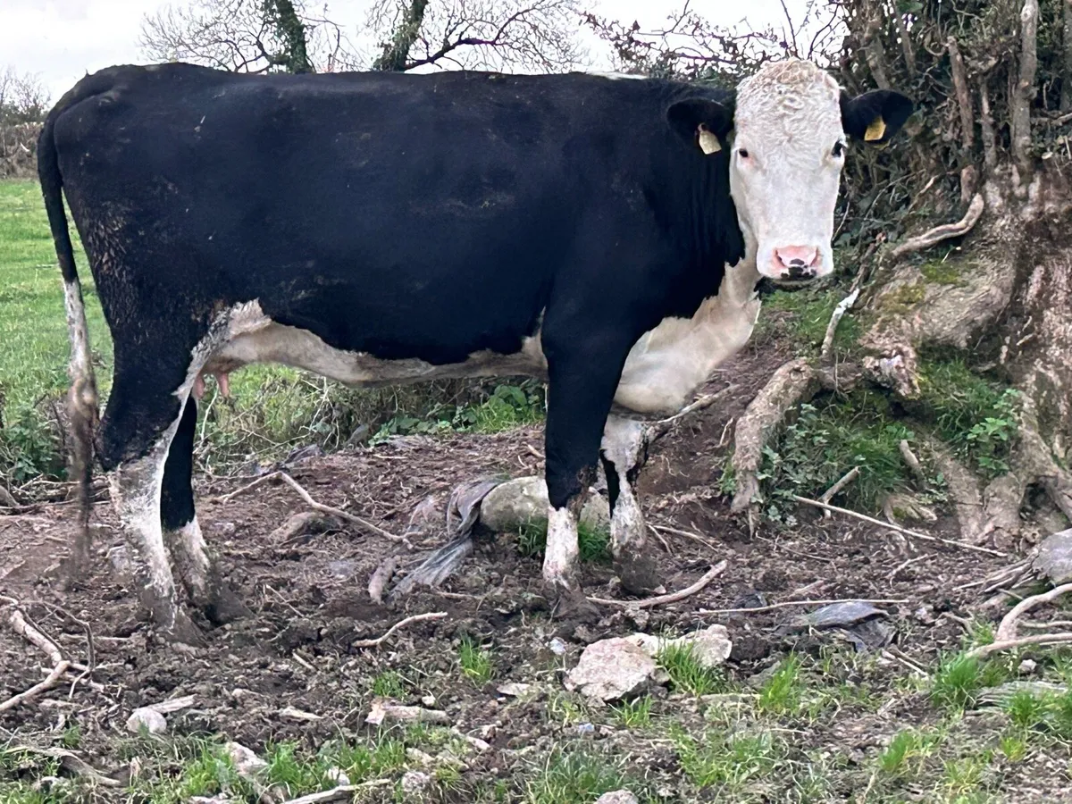 First calved Hereford cow and bull calf - Image 4