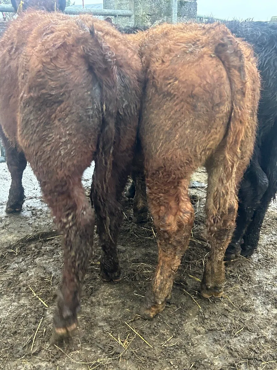 4 ORGANIC limosin bullocks - Image 1