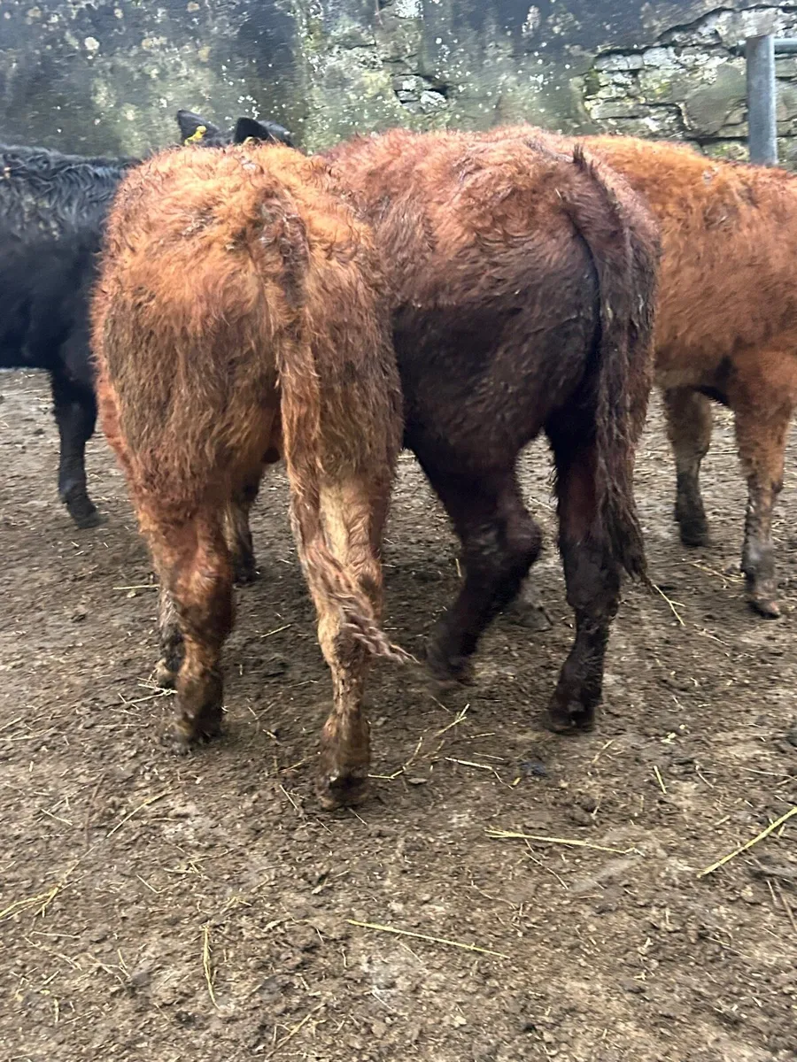 4 ORGANIC limosin bullocks - Image 2