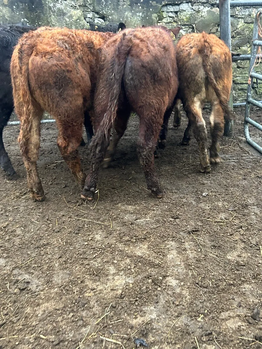 4 ORGANIC limosin bullocks - Image 3