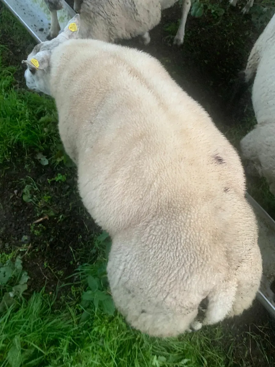 Beltex rams for sale - Image 1