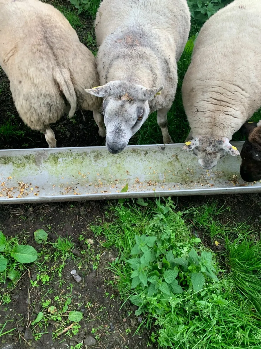Beltex rams for sale - Image 2