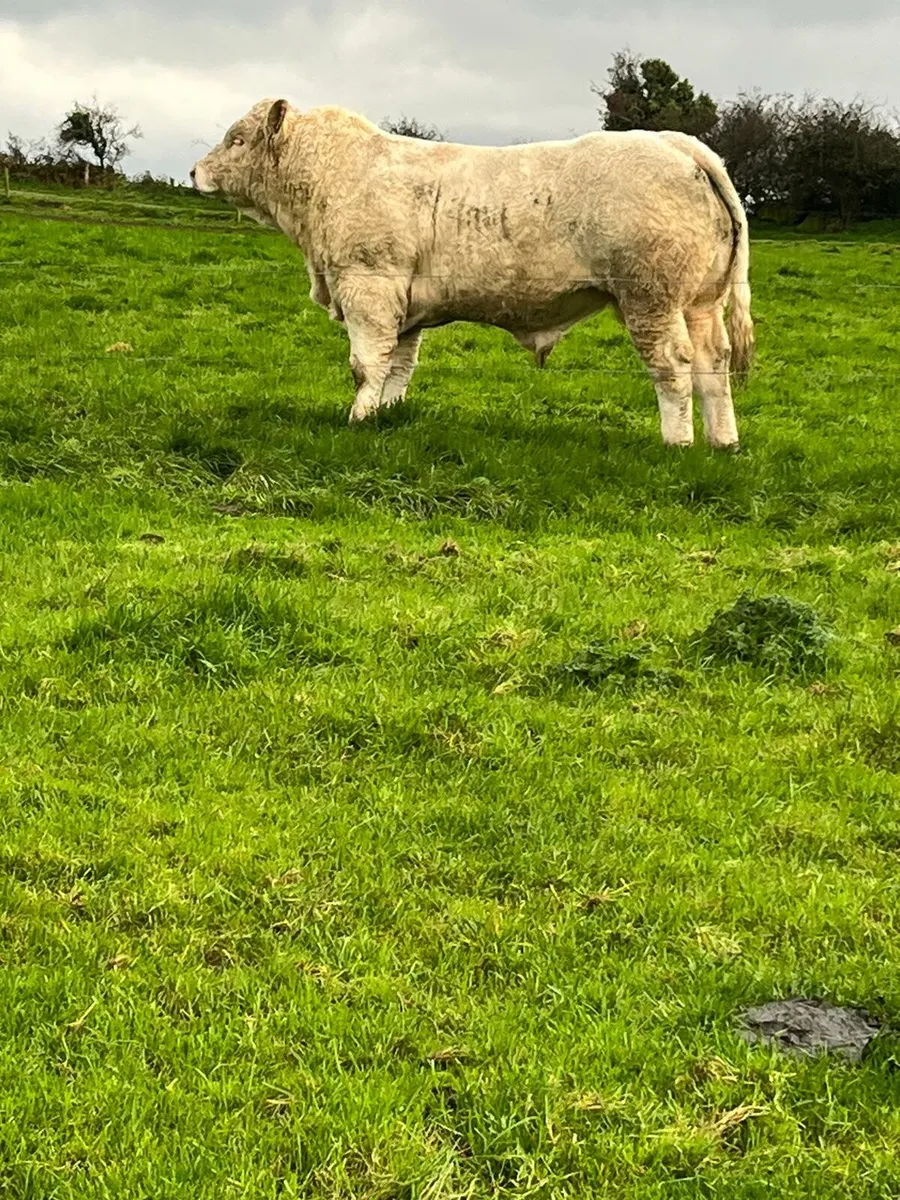P.B.R Charolais Bulls - Image 3