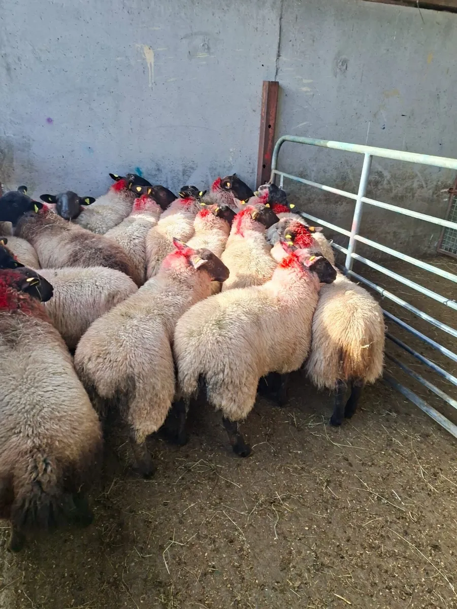 Ewe lambs - Image 1