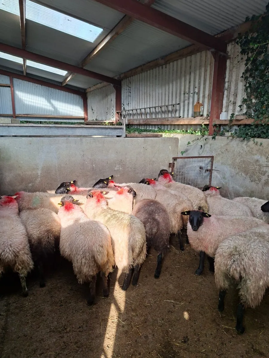Ewe lambs - Image 2