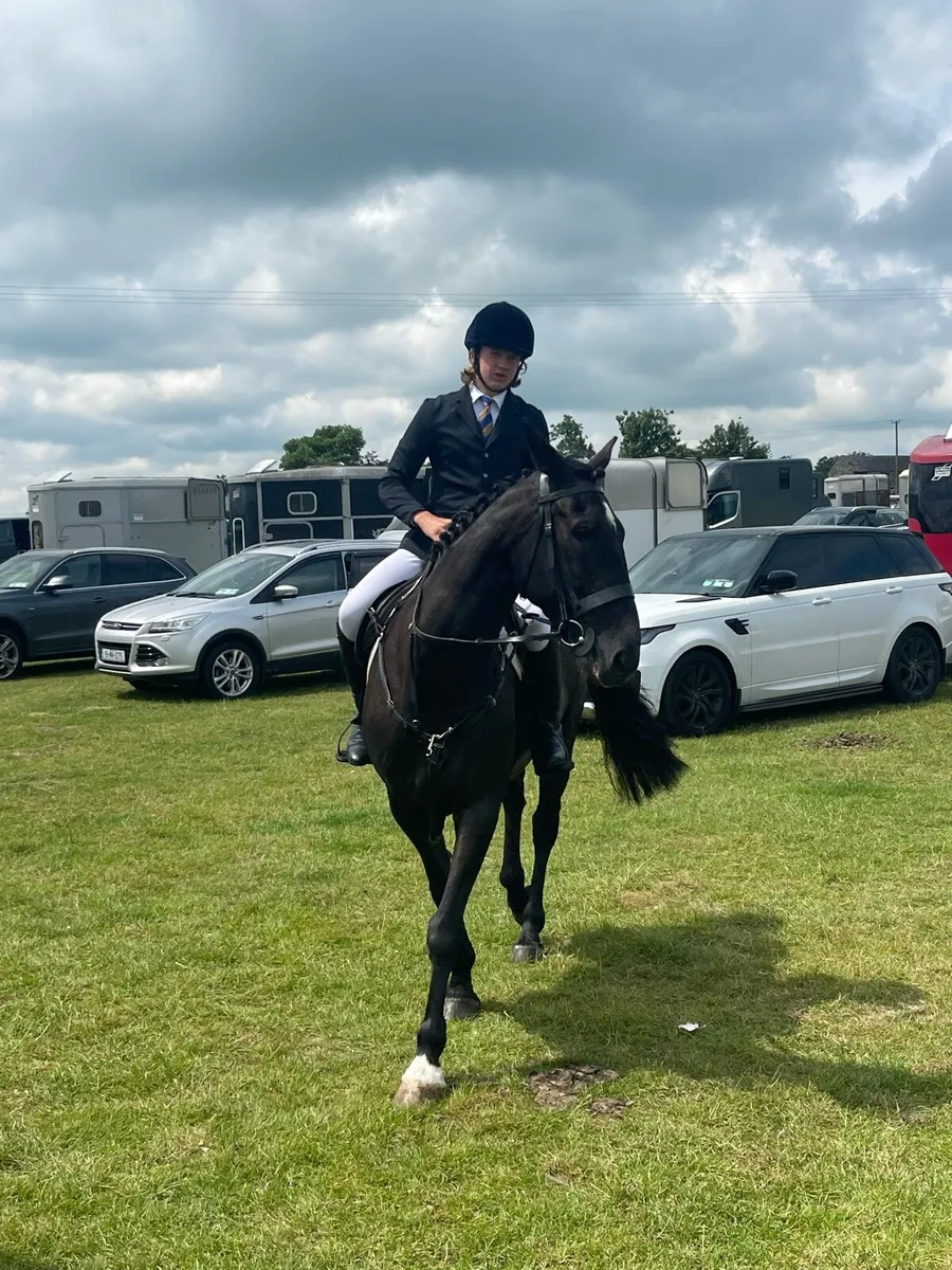 16.2hh hunter/all rounder - Image 1