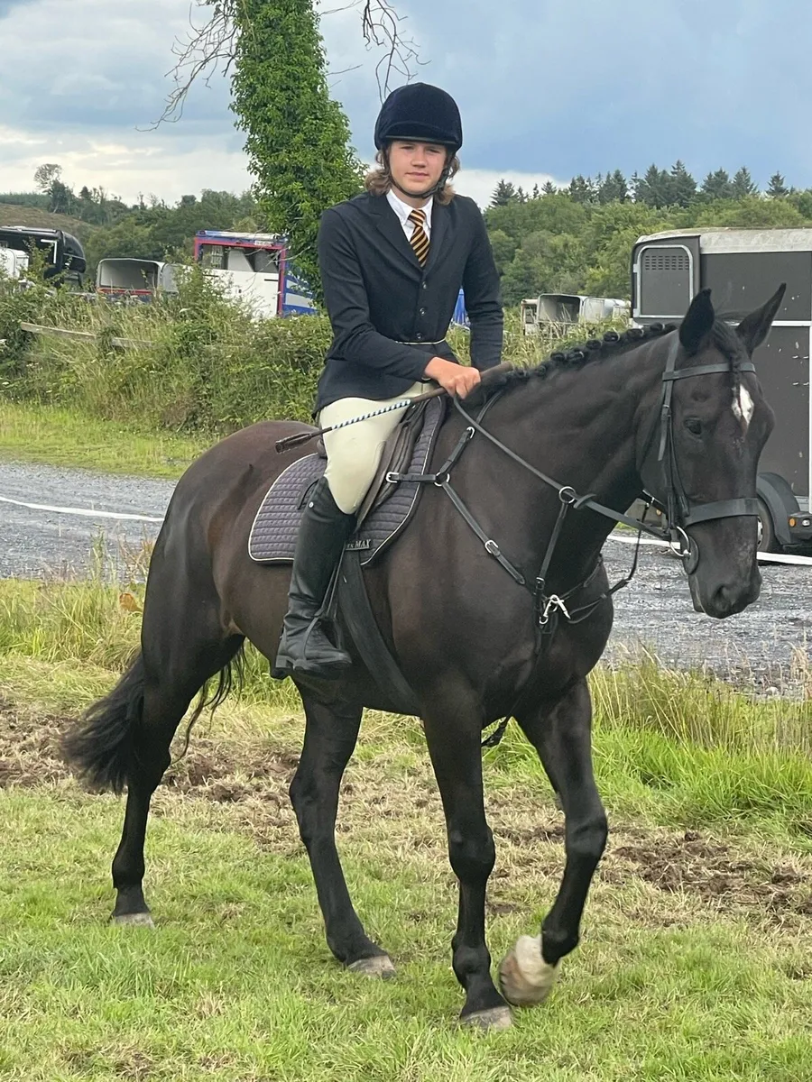 16.2hh hunter/all rounder - Image 2