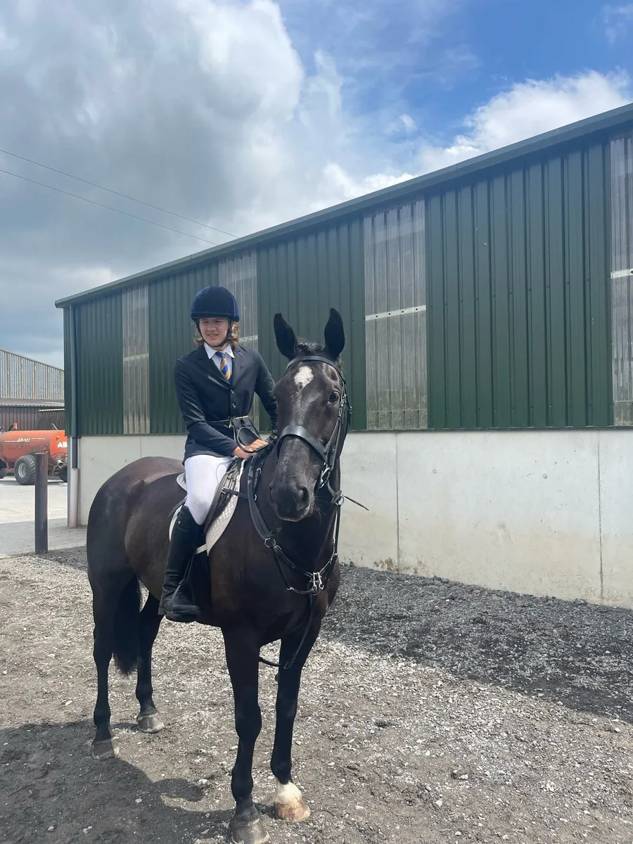 16.2hh hunter/all rounder - Image 3