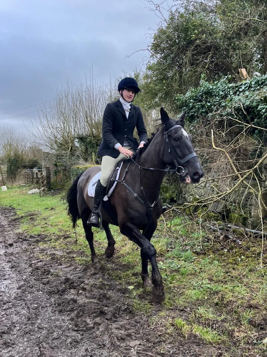 16.2hh hunter/all rounder - Image 4