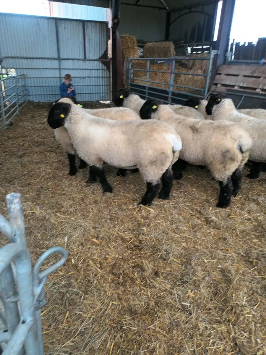 PBR SUFFOLK EWE LAMBS - Image 1