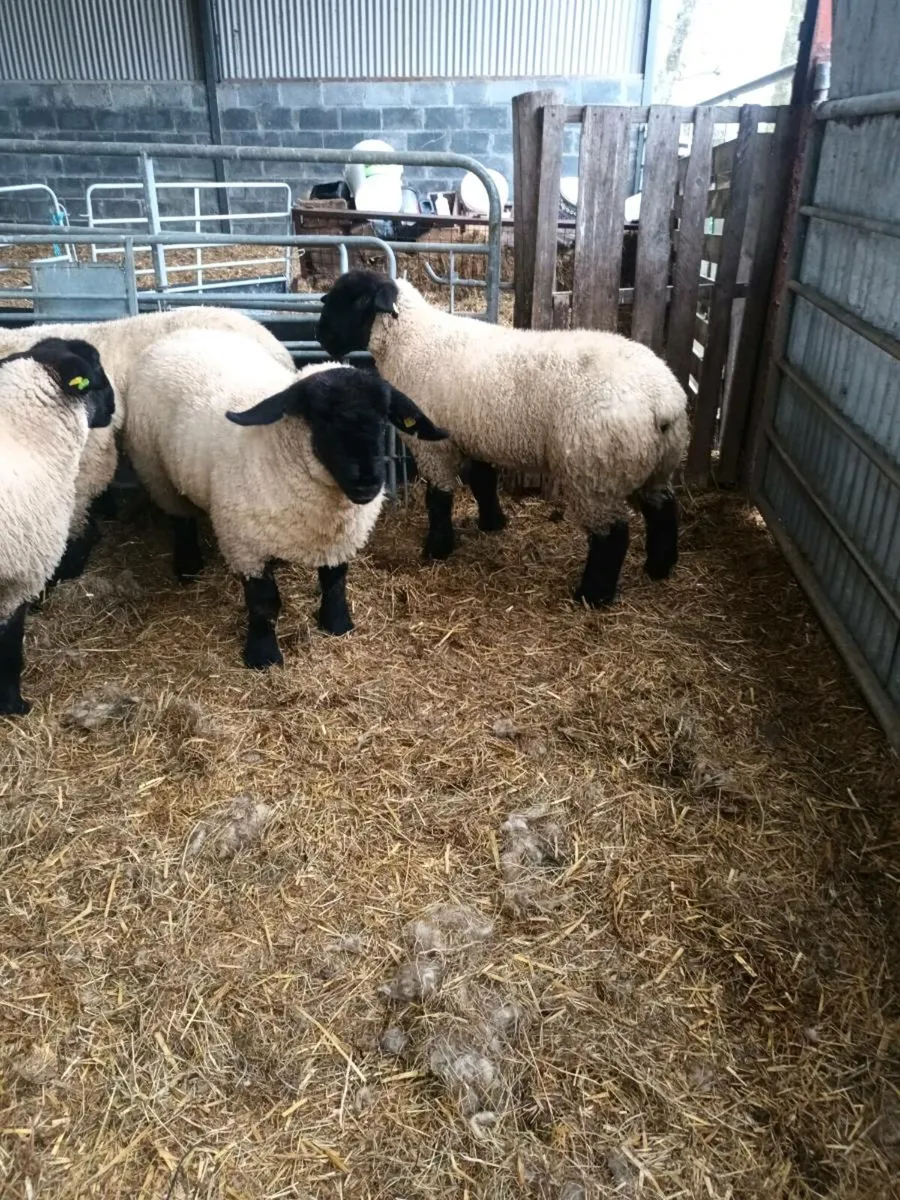PBR SUFFOLK EWE LAMBS - Image 2