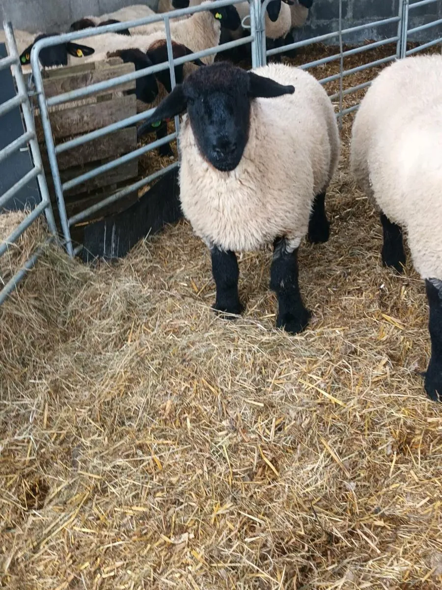 PBR SUFFOLK EWE LAMBS - Image 3