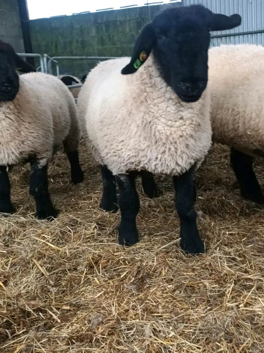 PBR SUFFOLK EWE LAMBS - Image 4